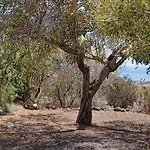 Chafariz